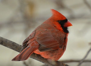 Cardinal in Winter | © DaPuglet Pugs/Flickr